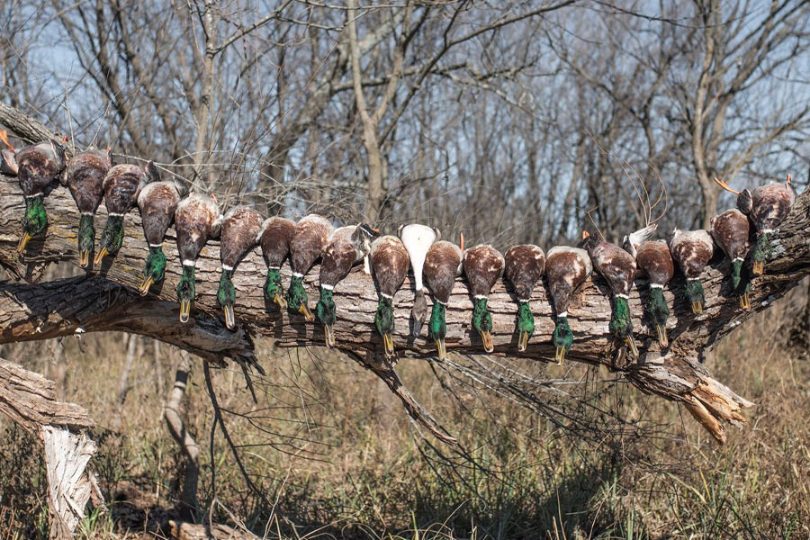 ducks hanging over tree limb