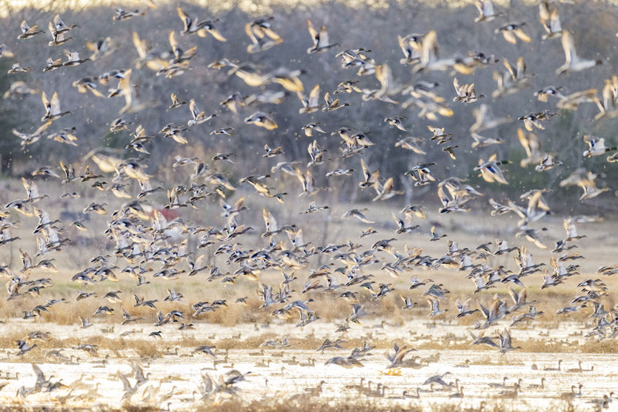 flock of ducks flying